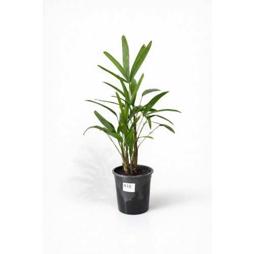 Raphis Excelsa 60-75cm